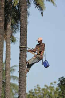 Auch der Anbau nachwachsender Rohstoffe hat unerwünschte ökologische Folgen: Arbeiter auf einer Palmölplantage in Gambia.