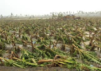 While diplomats discussed climate matters in Qatar’s capital, Typhoon Bopha hit the Philippines.  According to media reports, more than 700 people were killed: a banana plantation after the storm.