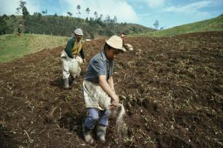 The victims of civil war are mostly smallholders.