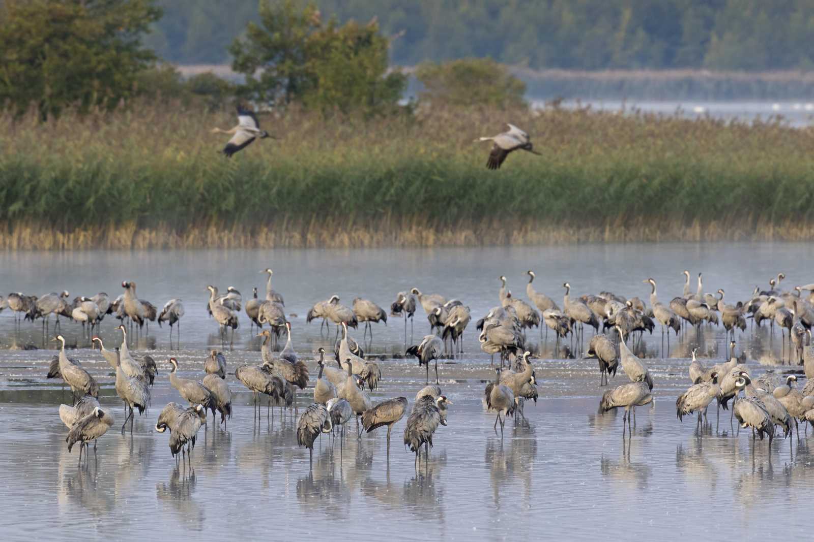 Kranichrast im Nationalpark Vorpommersches Haff. 