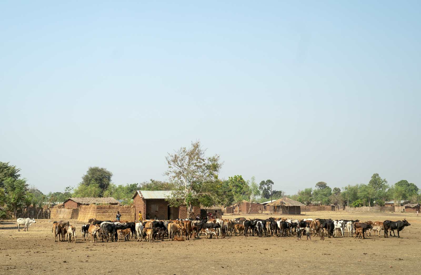 Kuhmilch vor Ort weiterzuverarbeiten kann Jobs schaffen. 