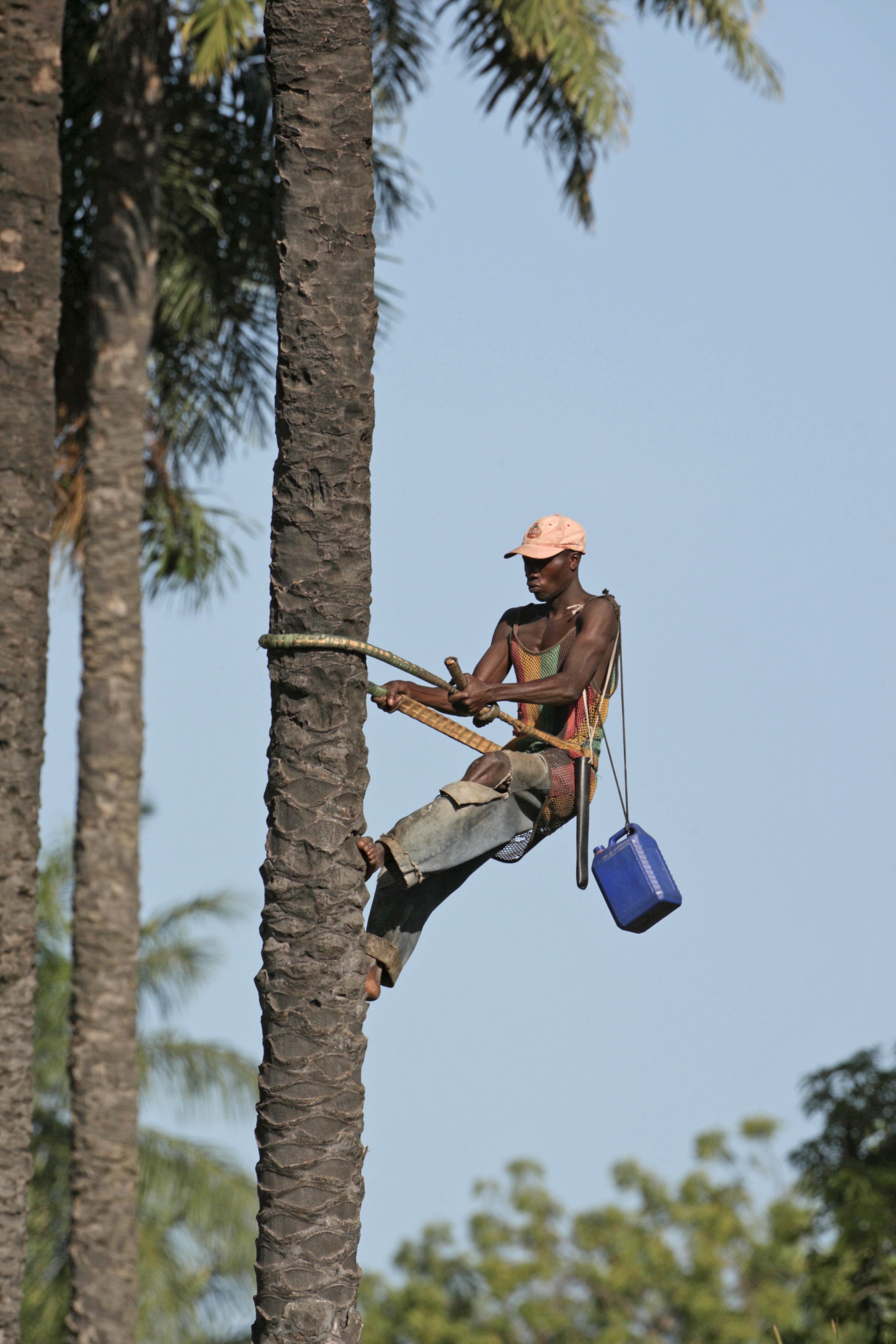 The cultivation of renewable raw materials also has undesirable ecological consequences: Worker on a palm oil plantation in Gambia.