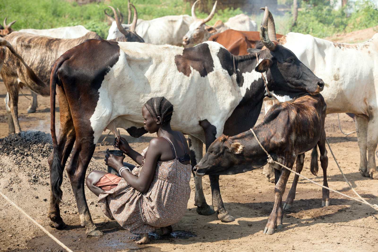 The Nuer, one of the two largest ethnic groups in Gambela, are mainly cattle herders.