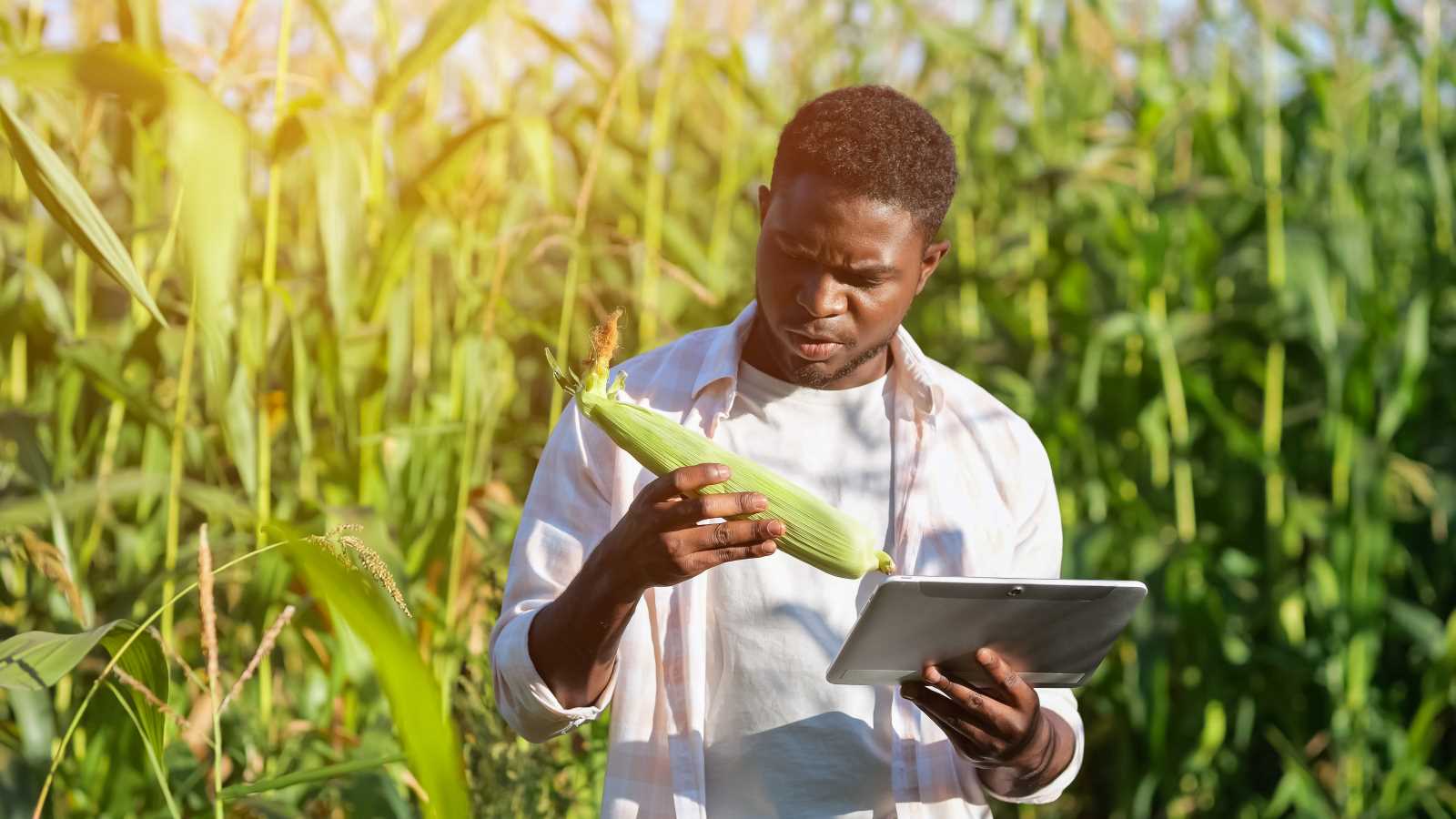 Afrikanische Agrarforschung ist wichtig. 