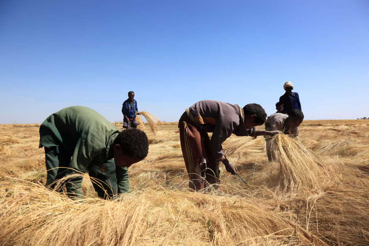 Teff is a neglected species even though it is a staple food in Ethiopia: harvest in the Amhara region in 2023. 