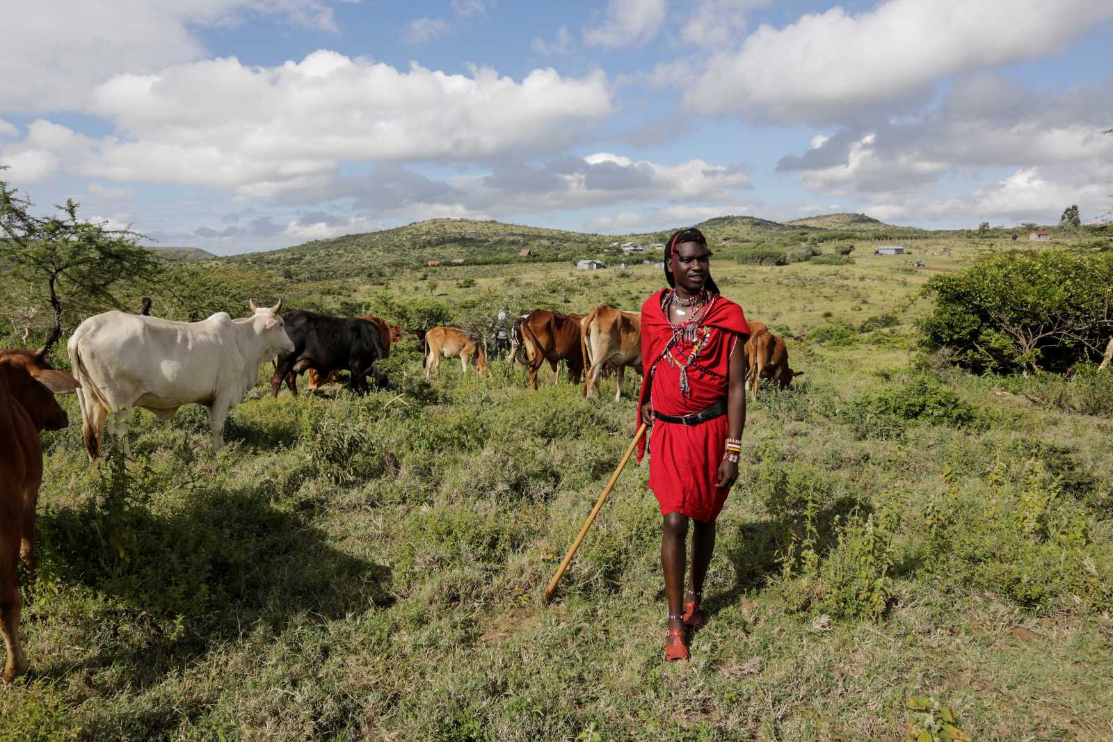 Their herds are an integral part of the Maasai identity.