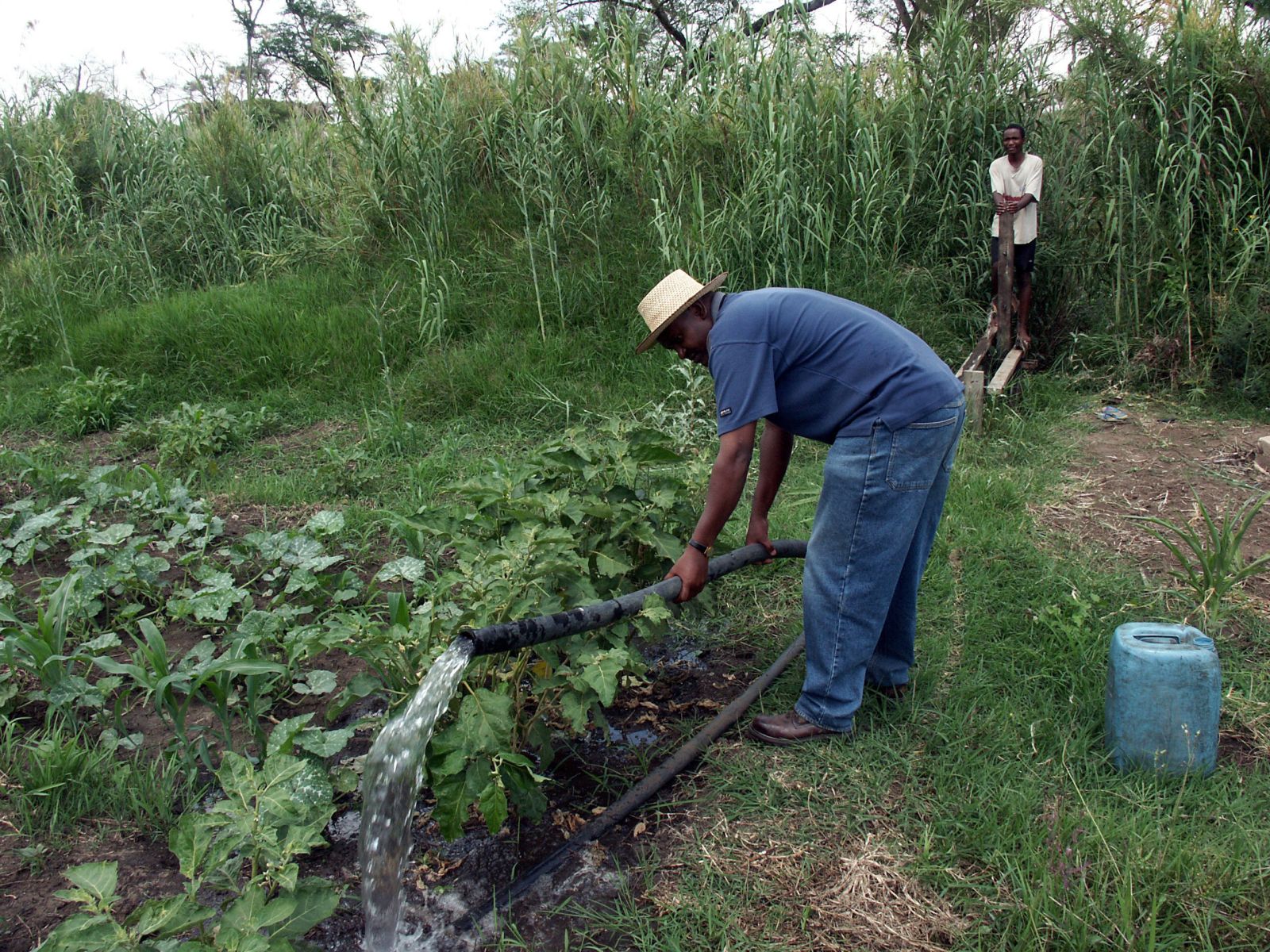 Zambian farmer watering plants.