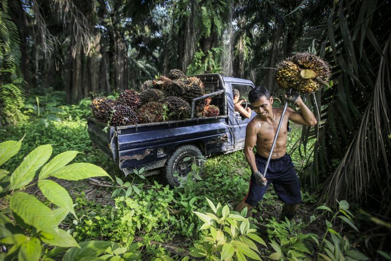 Arbeiter bei der Ernte von Palmfrüchten in Indonesien.