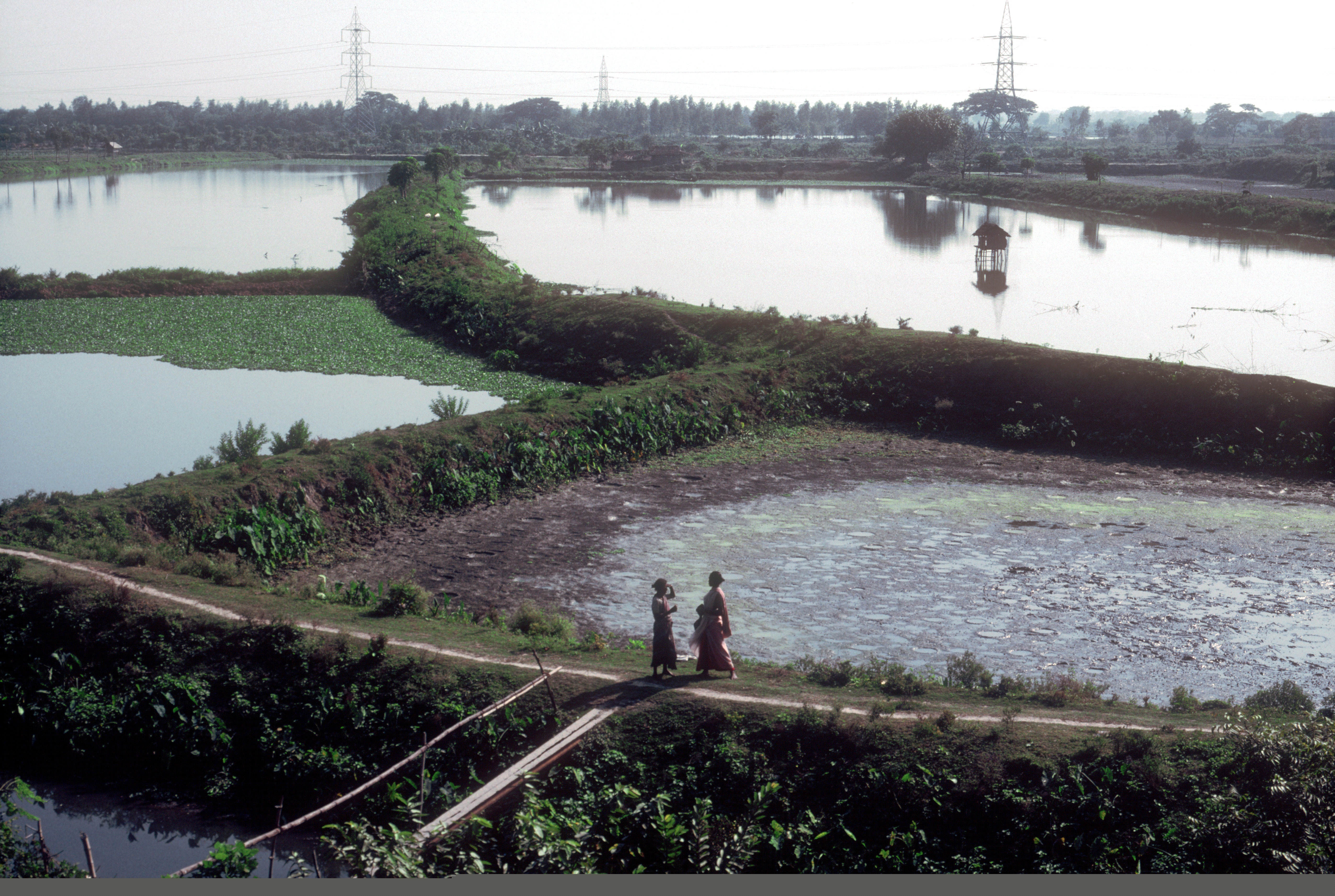 Without judicial interventions, the wetlands would be gone.