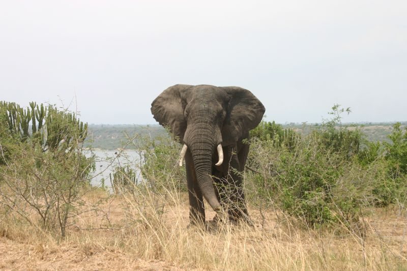 Im vergangenen Jahr töteten Wilderer 20 000 Elefanten in Afrika.