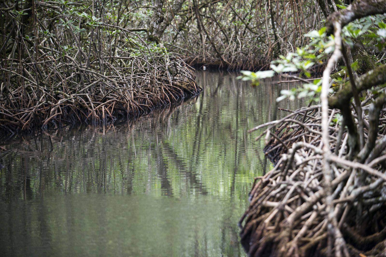 Zum nachhaltigen Wirtschaften gehören auch naturbasierte Lösungen: Mangrovenwald in Panama.