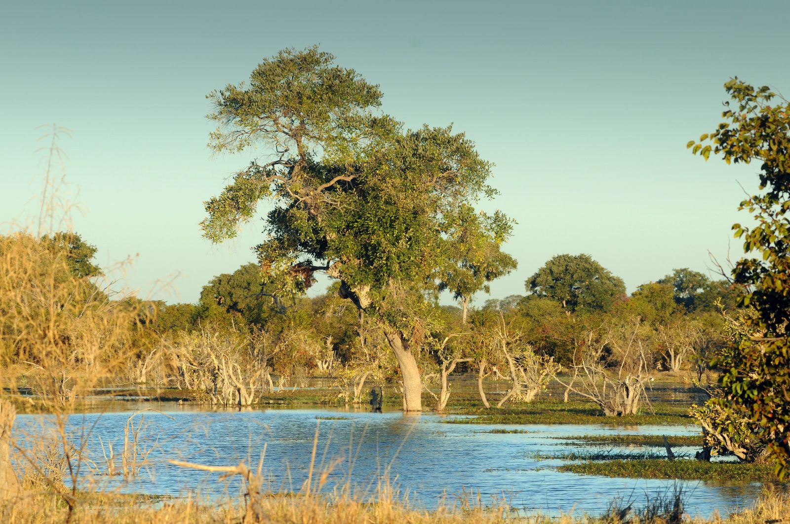 In Feuchtgebieten wie dem Okavango-Delta in Botswana besteht noch immer ein hohes Risiko, an Malaria zu erkranken.