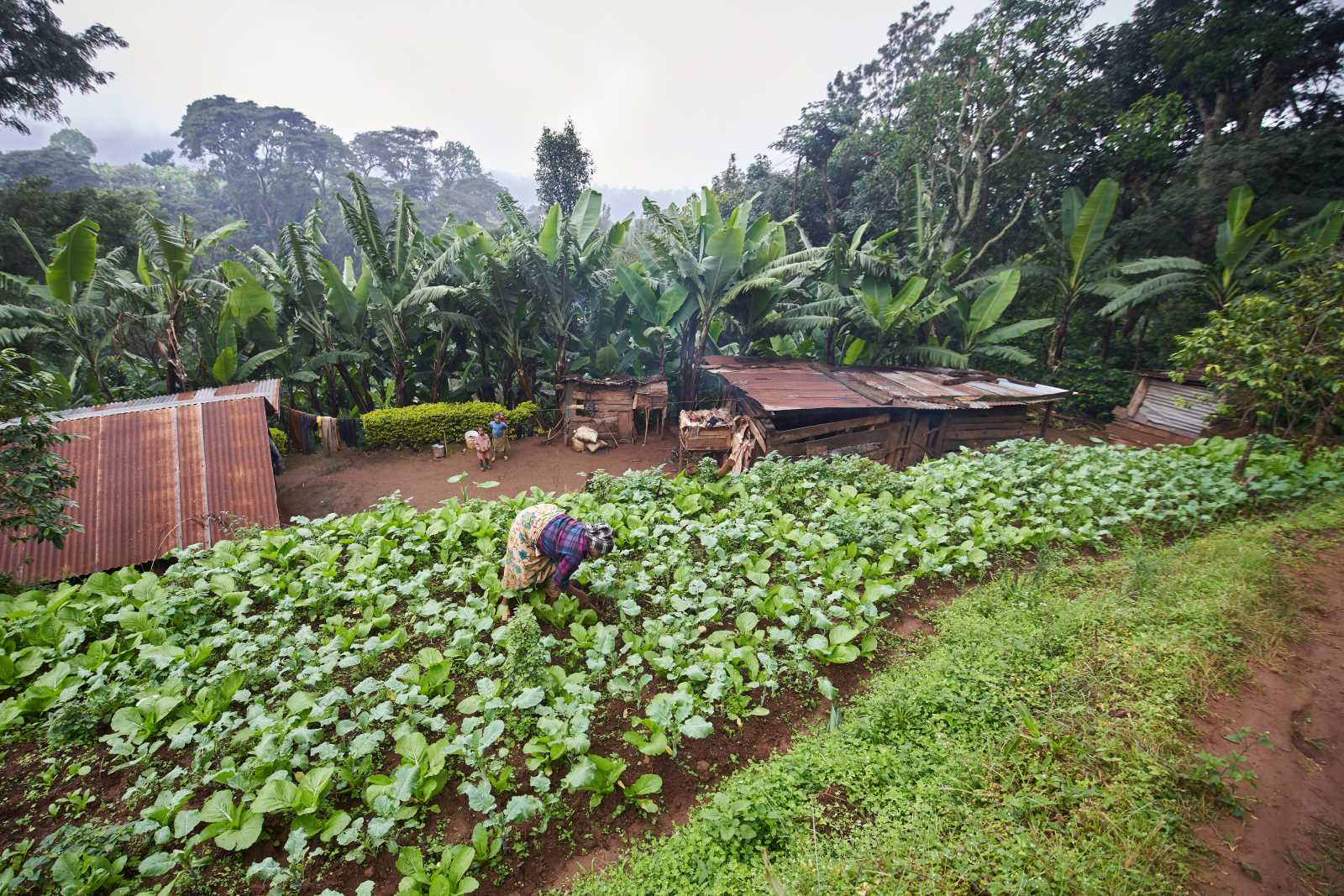 Small, but highly diversitfied agro-forestry farm on a slope of Mount Kilimanjaro.