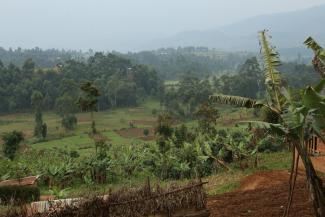 Agriculture in Uganda: for smallholders, the use of GMO could lead to dependance on corporations.