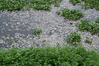 Thousands of dead fish float in the Hatir Jheel Lake in Dhaka, Bangladesh.