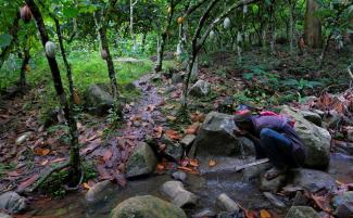 A farmer drinks from a stream at a cocoa farm in Kusa, Ghana.