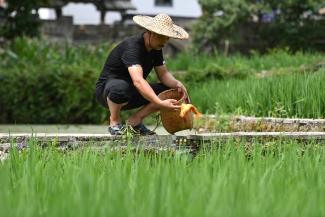 Ein Bauer setzt in einem Reisfeld in Qingtian County Fische frei.