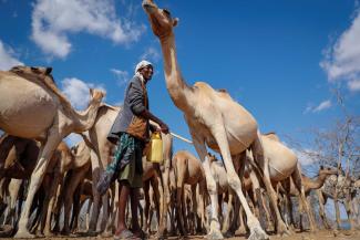 A herder looks after his camels in Kenya, 2021.