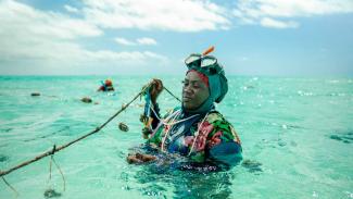 Nasir Haji inspects her underwater sponge farm.