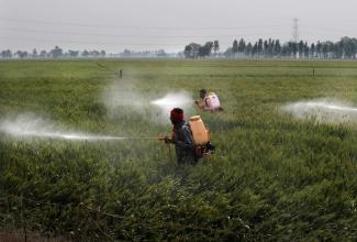 Pestizideinsatz auf einem Weizenfeld in Punjab, Indien.