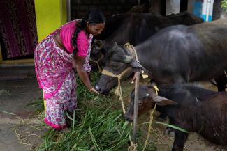 Woman feeding buffaloes, which are relevant for natural farming, in a village in the South Indian state of Andhra Pradesh. 