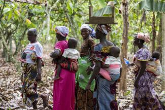 Female workers harvesting cocoa on a plantation in Côte d’Ivoire.