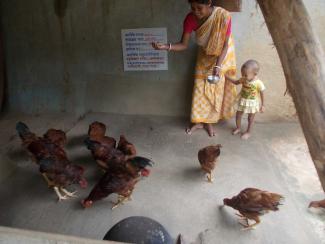 Chicken rearing can make business sense for smallholders in West Bengal’s Birbhum district.