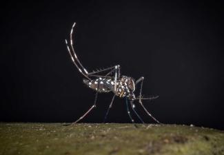 The Asian tiger mosquito can transmit dengue – and is also spreading in Europe.