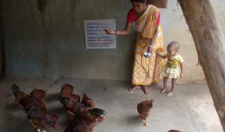 Chicken rearing can make business sense for smallholders in West Bengal’s Birbhum district.