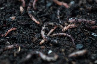 Worms thrive in humus-rich soils. 