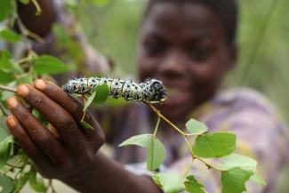 The mopane worm is an important source of food in Zimbabwe.