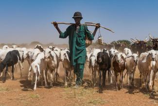 picture alliance / imageBROKER / Michael Runkel Herder in Niger.