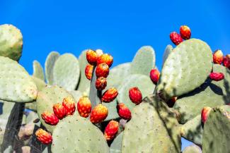 The prickly pear cactus can serve as a source of food and water for livestock. 
