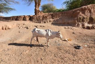 When the animals die, the people lose hope: bull near the Somali-Ethiopian border in March 2017.