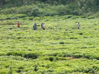 For the Greens, the fight against climate change is fundamental because the poorest in the developing world suffer most. Farmers in Rwanda.