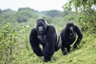Endangered mountain gorillas live in the Virunga National Park.