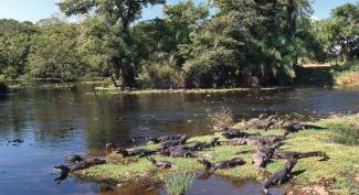 The Pantanal is home to a great diversity of species, including the Paraguay caiman.