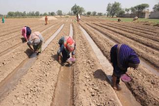 Sowing cotton in a field in Punjab.