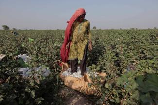 Cotton picker in a field in Sindh.