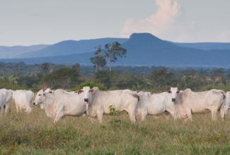 In Brazil, rain forest has been destroyed to create grazing grounds.