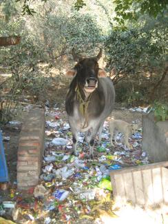 Dembowski Müllmanagement funktioniert in vielen asiatischen Städten nur schlecht: Tiere verwerten Haushaltsabfälle in Neu Delhi.