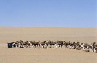 A salt caravan near Agadez in Niger: ancient trade routes are increasingly used by criminals to smuggle drugs, arms and even people.