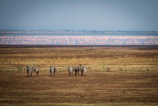 Der Serengeti National Park in Tansania ist eines der größten Schutzgebiete der Welt.