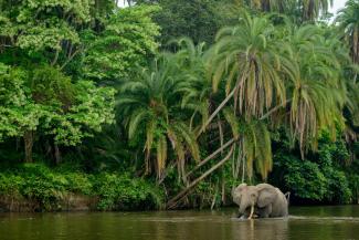 The Odzala-Kokoua National Park in the Republic of the Congo is under review to receive funding by the Legacy Landscapes Fund.