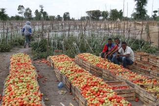 Sichere Landrechte sind die Voraussetzung für Investitionen und produktive Bewirtschaftung: Tomatenanbau in Äthiopien.