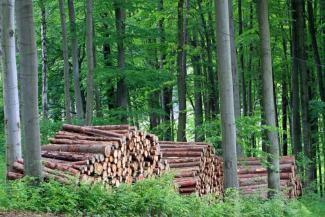 In forest management, sustainability means not to cut more wood than will grow back.