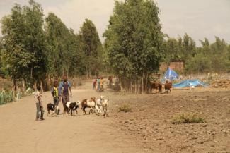 Due to global warming, thousands of pastoralists have lost livestock and been displaced in Ethiopia.