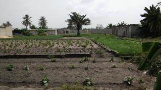 Unplanned settlements are displacing informal vegetable growers in Abidjan.