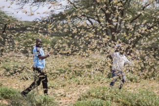 Two men engulfed by locusts in Kenya’s Samburu County.