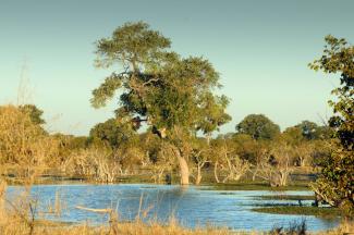 In Feuchtgebieten wie dem Okavango-Delta in Botswana besteht noch immer ein hohes Risiko, an Malaria zu erkranken.